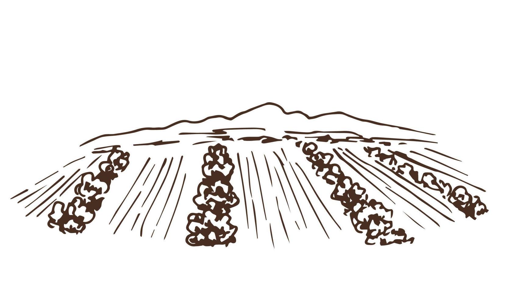 einfache Vektorumrisszeichnung. rustikale, bäuerliche Landschaft, Baumreihen, Büsche, Weinberg. landwirtschaftliche Felder, wachsende Pflanzen, Landwirtschaft, Garten. vektor