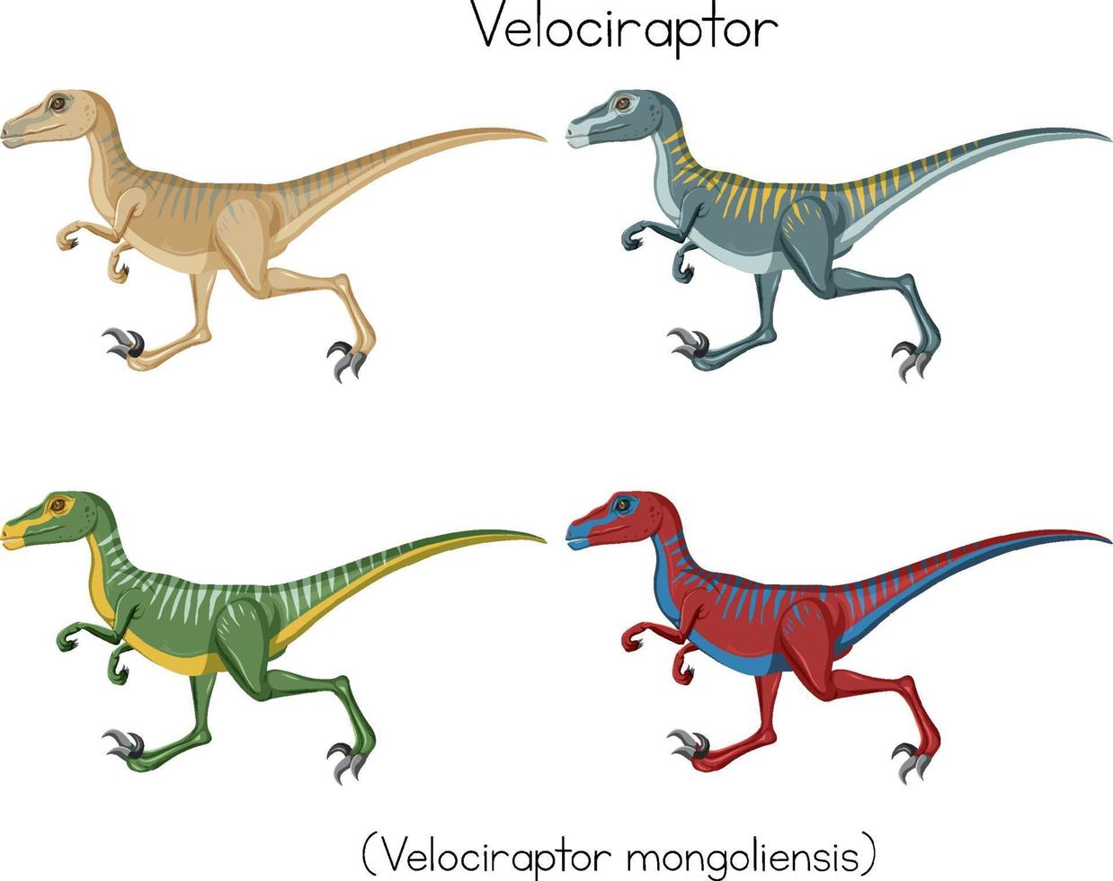 Velociraptor in vier Farben vektor