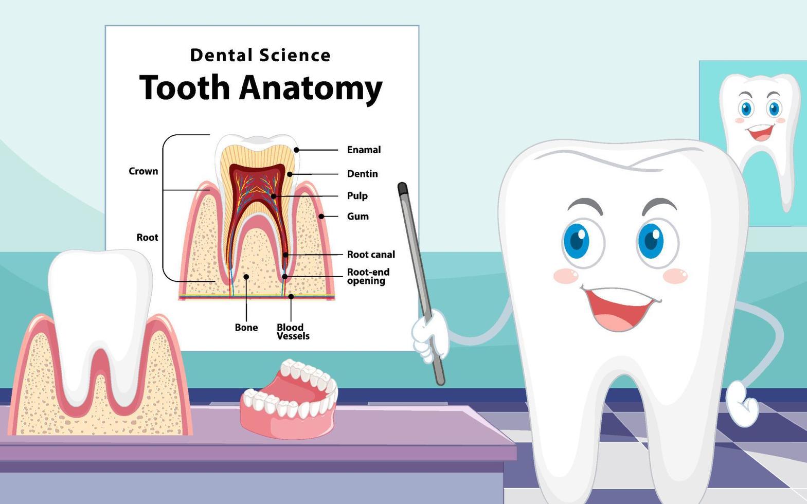 infographic av människa i tandvetenskap tandanatomi vektor