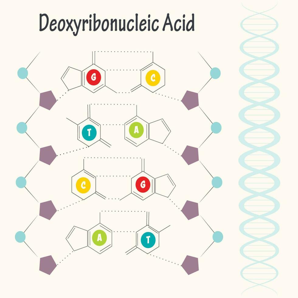 DNA:s struktur vektor