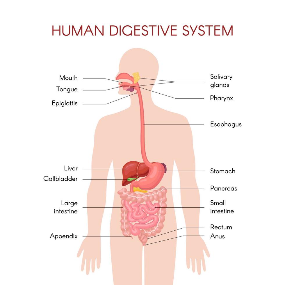 anatomi av de mänskliga matsmältningsorganen med beskrivning av motsvarande funktioner inre organ. anatomisk vektorillustration i platt stil isolerad över vit bakgrund. vektor