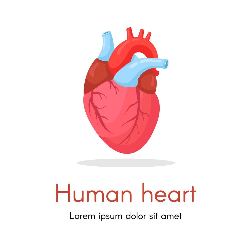 mänskligt hjärta isolerad på vit bakgrund. kardiologi, anatomi koncept. vektor tecknad design