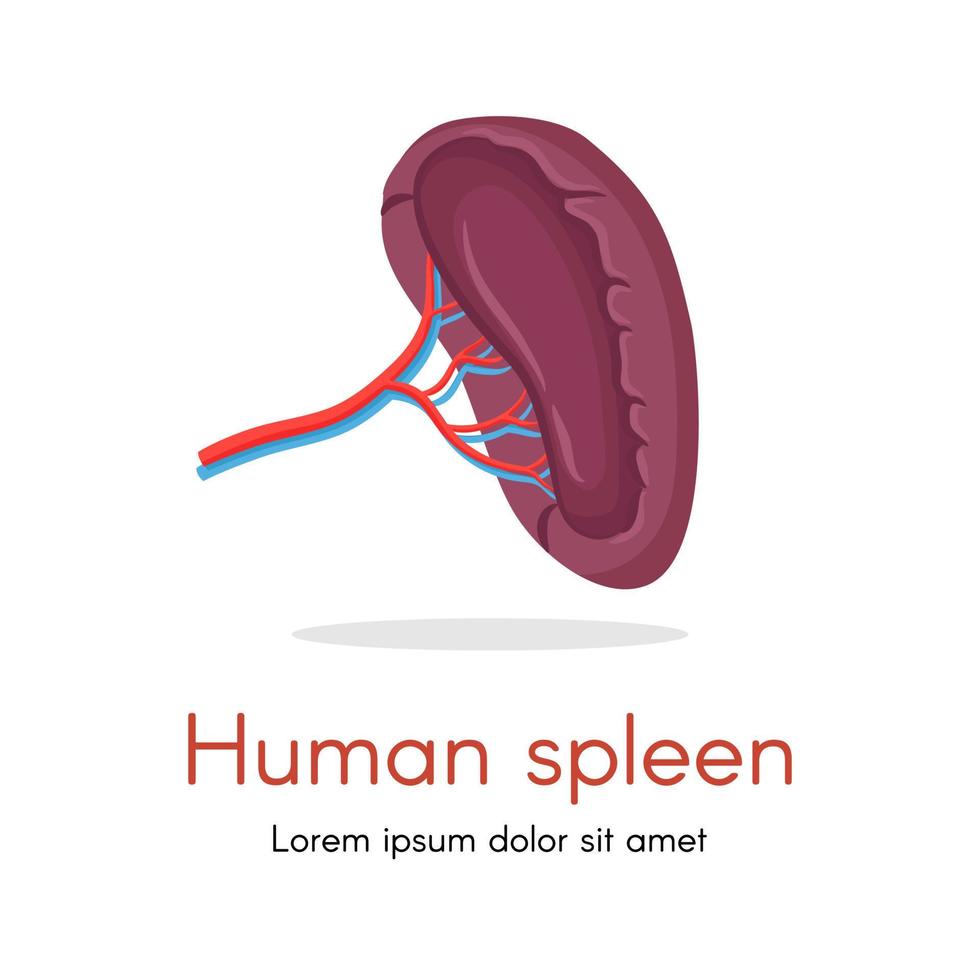 mänsklig mjälte isolerad på vit bakgrund vektor. mjältens inre anatomi, mänskliga organillustration vektor