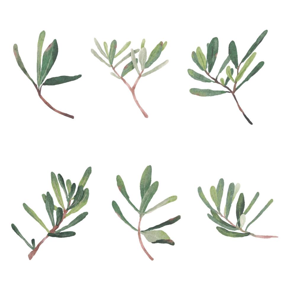 Aquarell grüne Podocarpus Polystachy Blattstammelemente Sammlung isoliert auf weißem Hintergrund digitale Malerei vektor