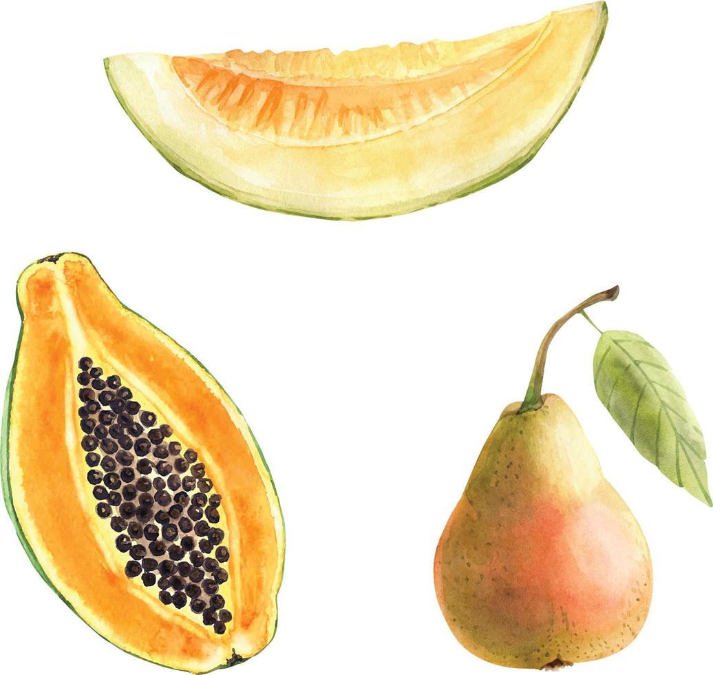 uppsättning akvarellillustrationer av frukt, melonskiva, päron och papaya. vektor