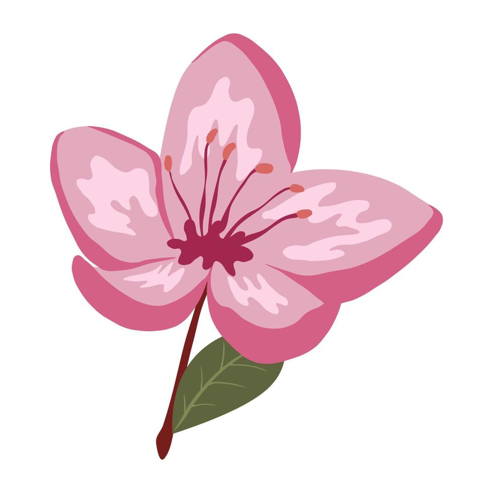 niedliche frühlingskirschblütenvektor isolierte illustration vektor