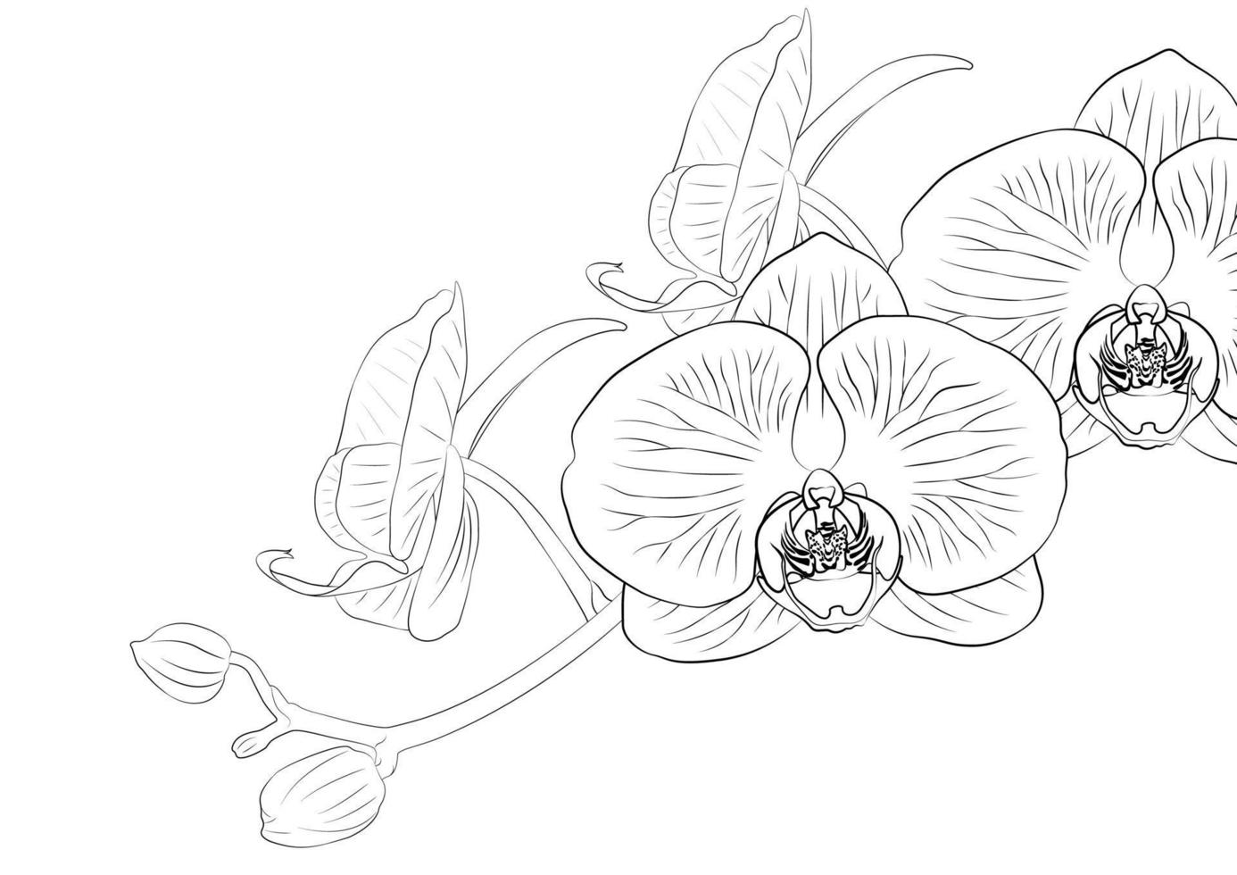orkidé blomma vektor