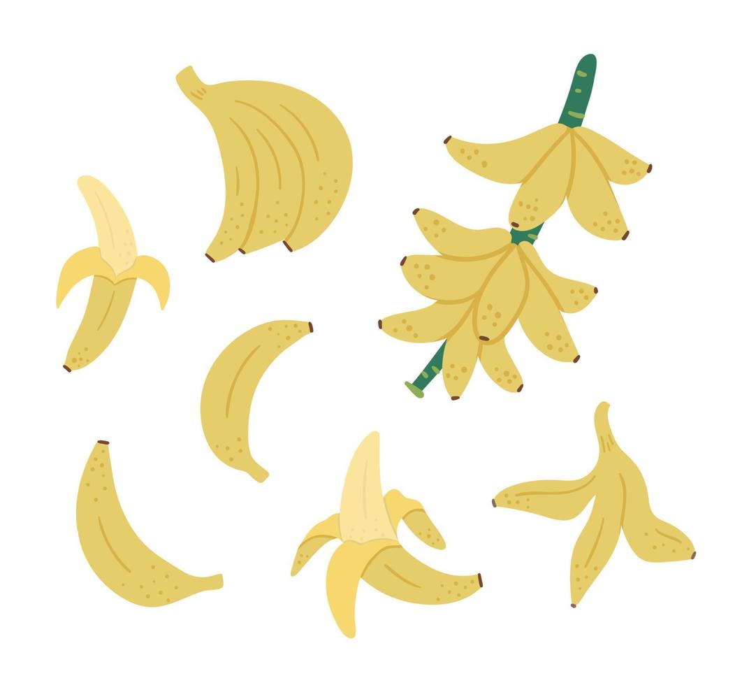 Vektor tropische Bananenfrucht, Haufen und Zweig ClipArt. dschungellaubillustration. hand gezeichnete flache exotische pflanze lokalisiert auf weißem hintergrund. helle kindliche gesunde sommerlebensmittelillustration.