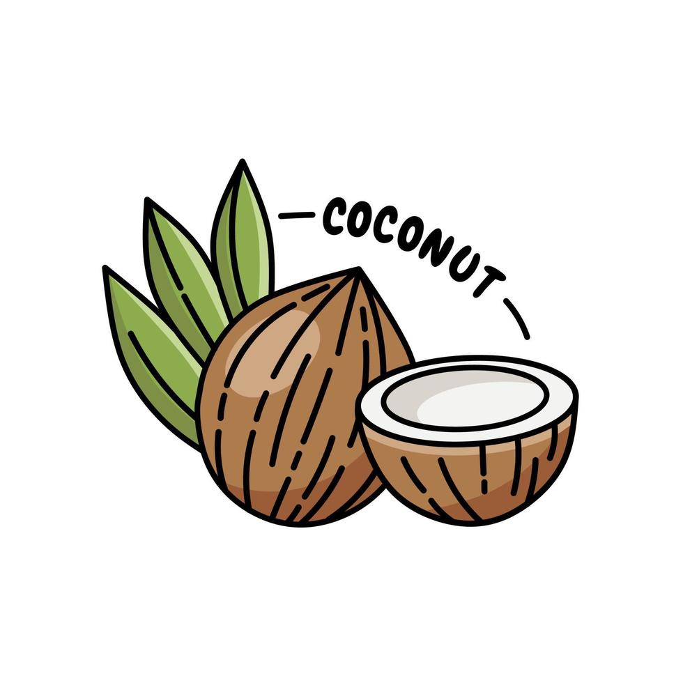 vektorillustration av en kokosnöt i vintagestil med kontur, perfekt för en kokosnötsproduktikon eller etikett. vektor