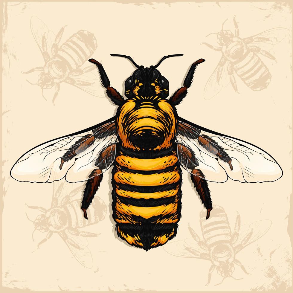 handgezeichnete honigbiene mit transparenten flügeln von oben isoliert vektor