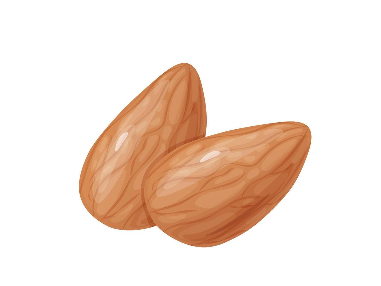 mandel. två hela mandlar nötter utan skal. vektor