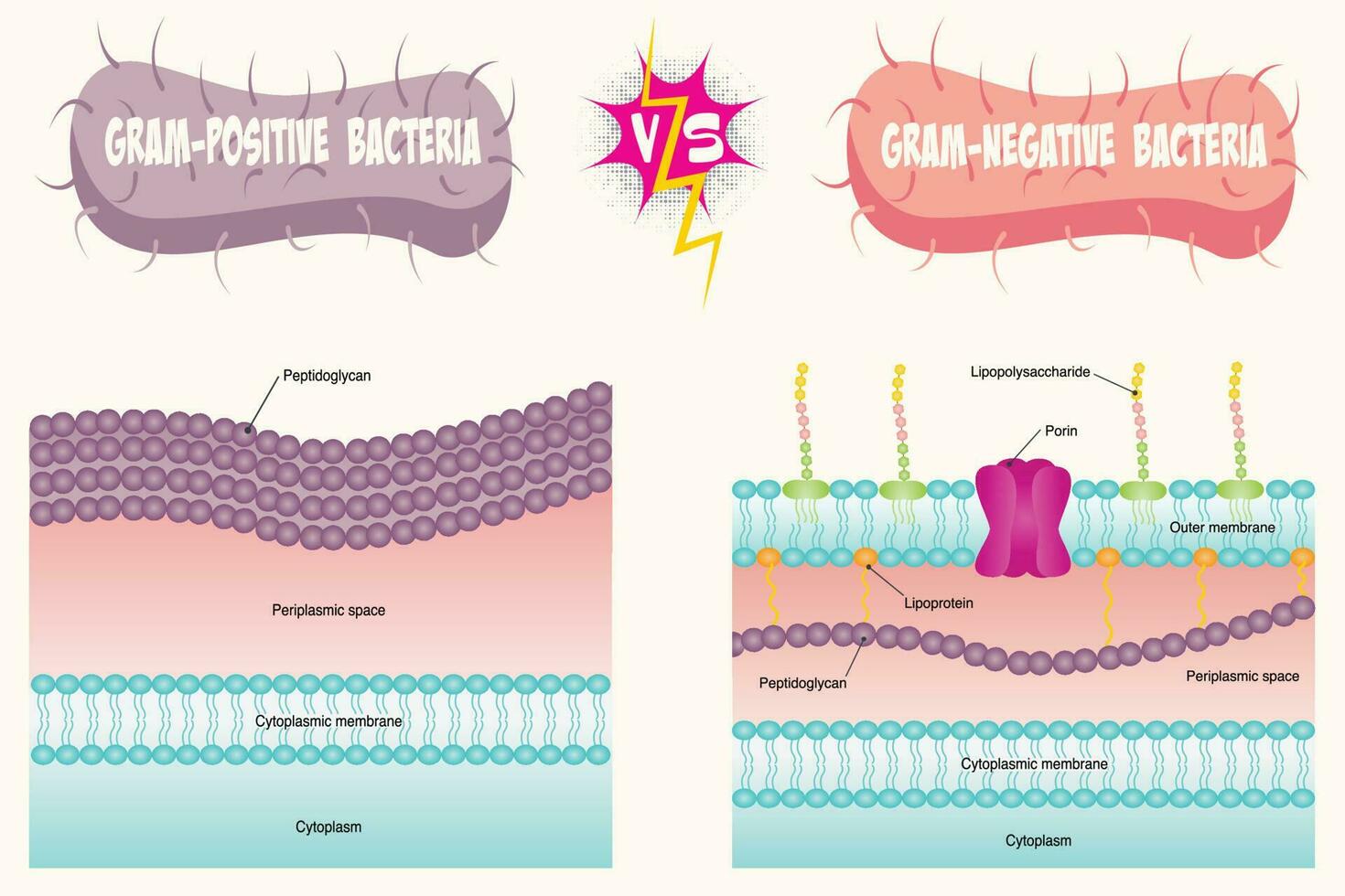 grampositives versus gramnegatives Bakterienmembrandiagramm vektor