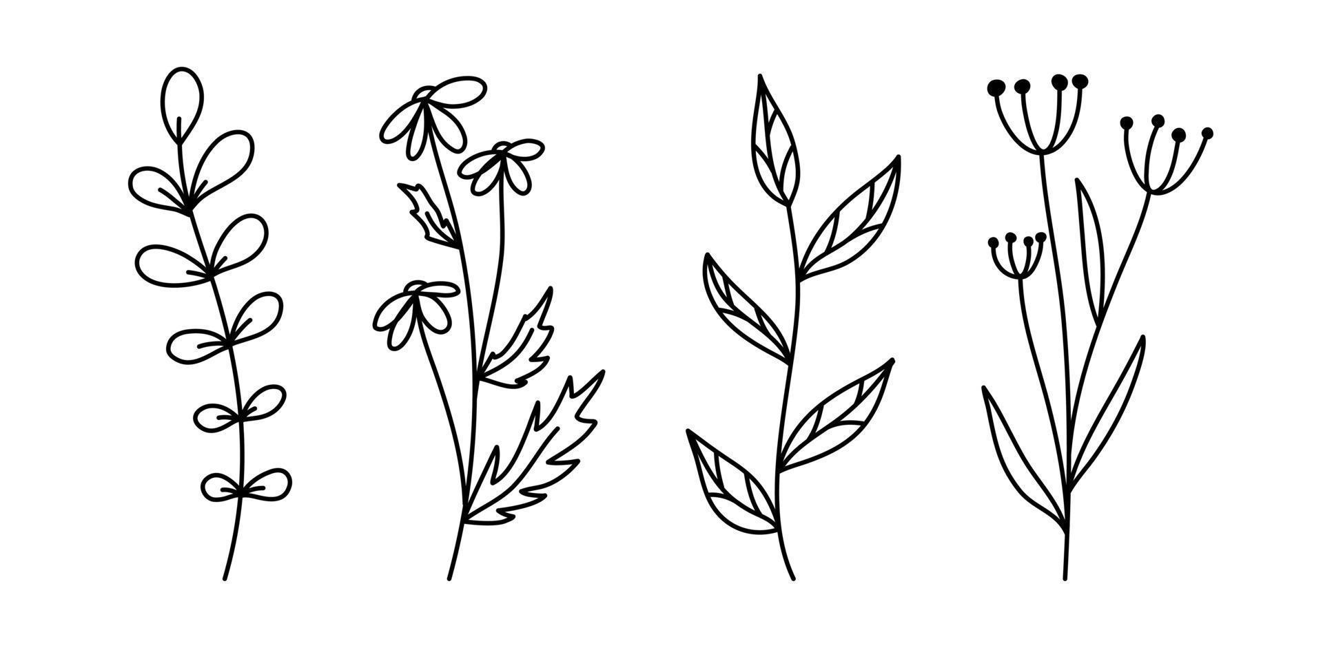 satz von botanischen linienkunstblumenblättern, pflanzen. hand gezeichnete skizzenzweige lokalisiert auf weißem hintergrund. Vektor-Illustration vektor