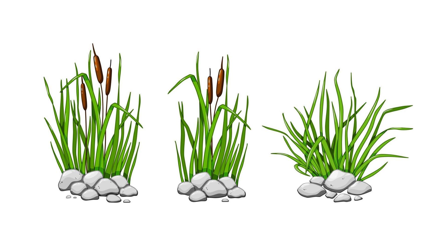 Schilf und Gras wachsen in den Steinen. Das grüne Gras-Set ist auf einem weißen Hintergrund isoliert. Vektor-Illustration. vektor