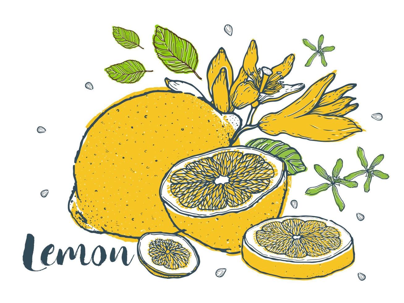 citron illustration vector.hand dras stil. vektor