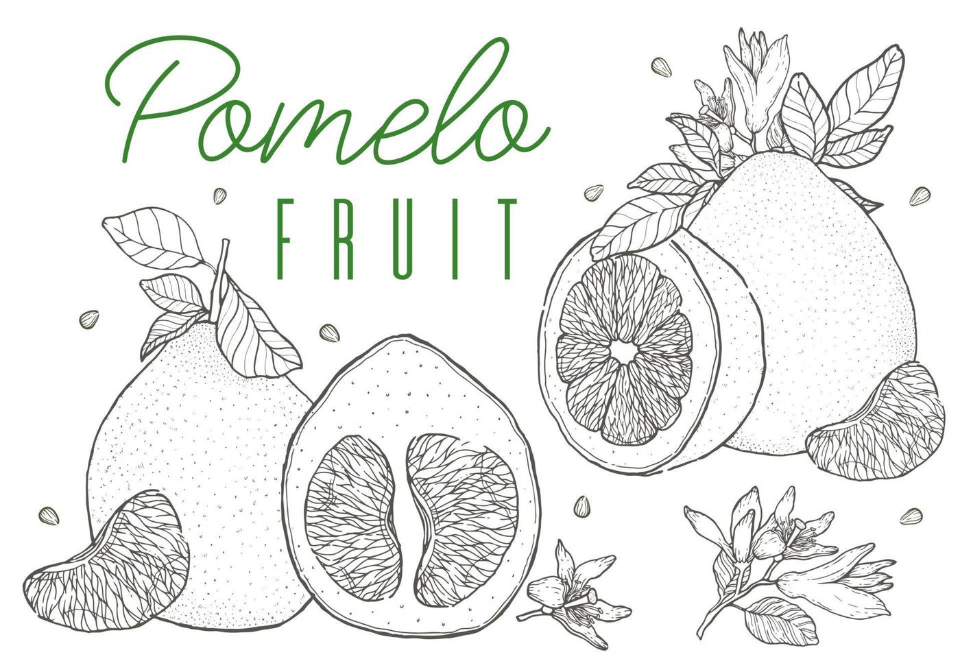 citrusfrukt pomelo vektorillustration. handritad skiss stil. vektor