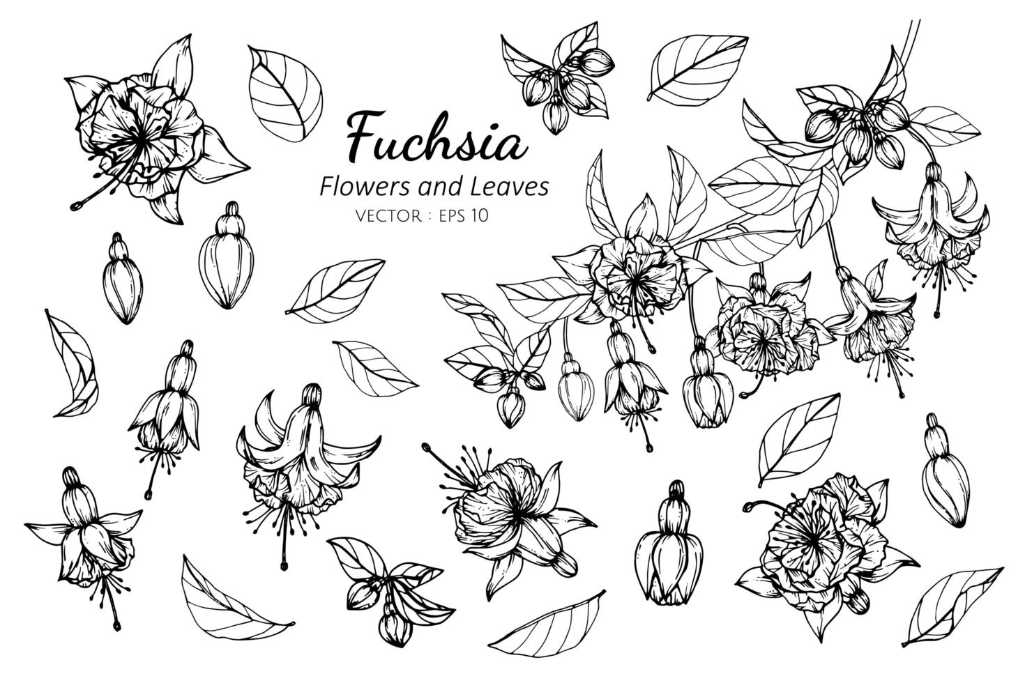 samling av fuchsia blommor och blad vektor