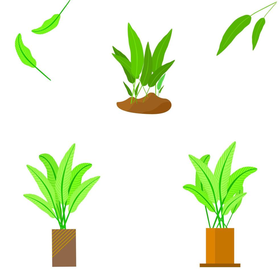tropische blattbaum-zimmerpflanze lokalisiert für dekorative vektorillustration vektor