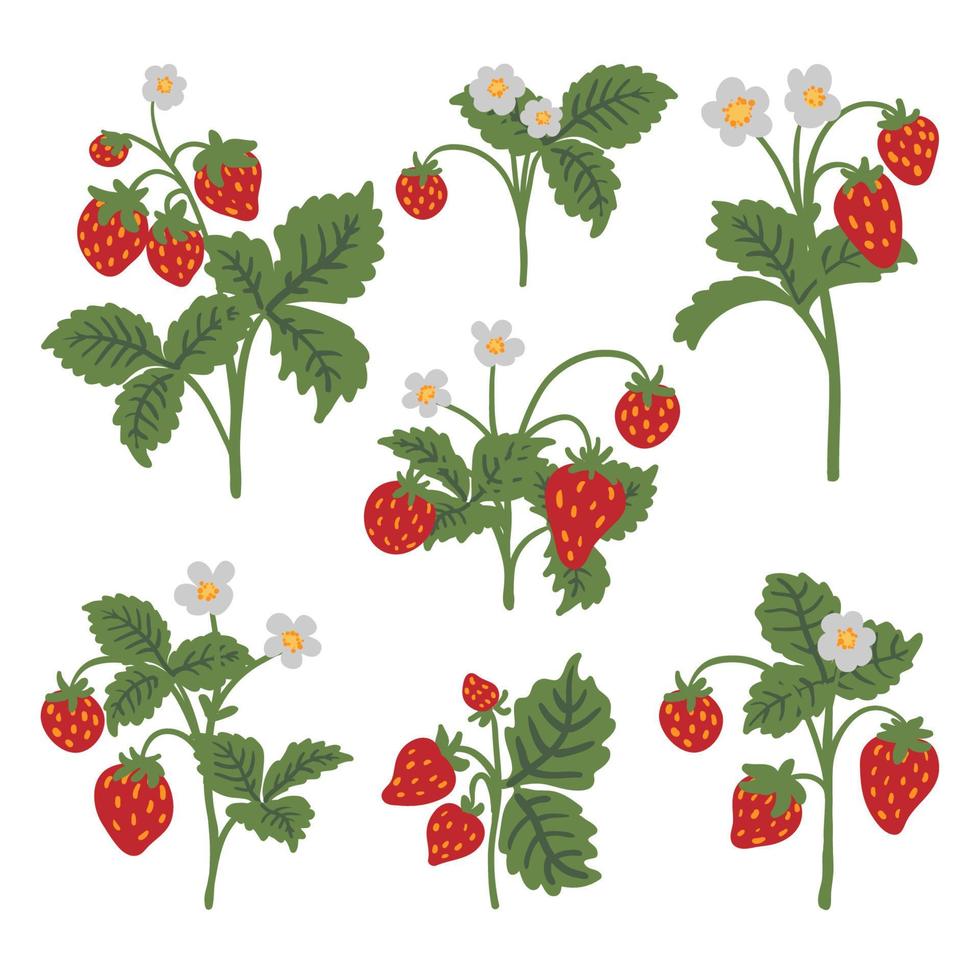 busch von wilden erdbeeren vektor isolierter illustrationssatz. rote Beeren, Blumen und grüne Blätter. Waldbeeren moderne handgezeichnete Clipart-Sammlung für Web, Printdesign.