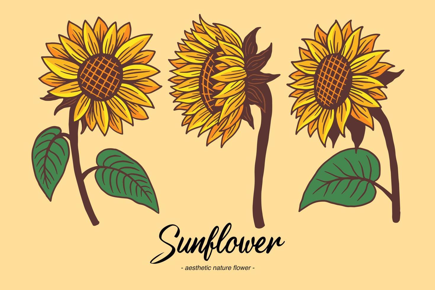 set samling solros sommar blommig natur växt estetisk handritad romantisk illustration vektor