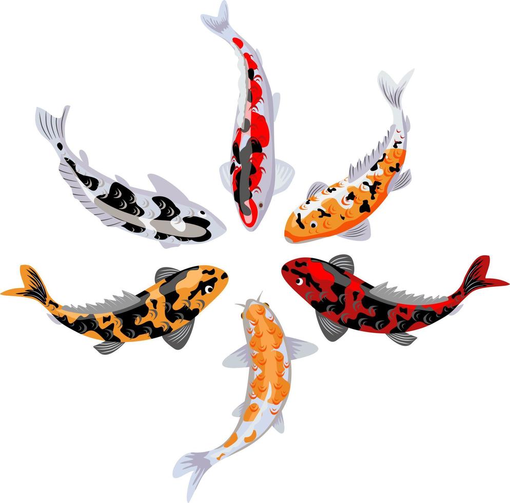 satz koi-karpfen, japanischer fisch. koreanische tiere. gravierte handgezeichnete Linie Kunst Vintage Tattoo monochrome Skizze für Label. japanischer Koi-Fisch-Vektor vektor