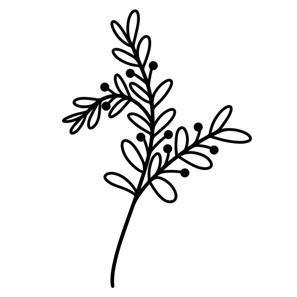 vektor illustration av en gren med löv och bär. handritad botaniska element isolerad på vit bakgrund. vildblomma svart doodle. tunn gräskontur