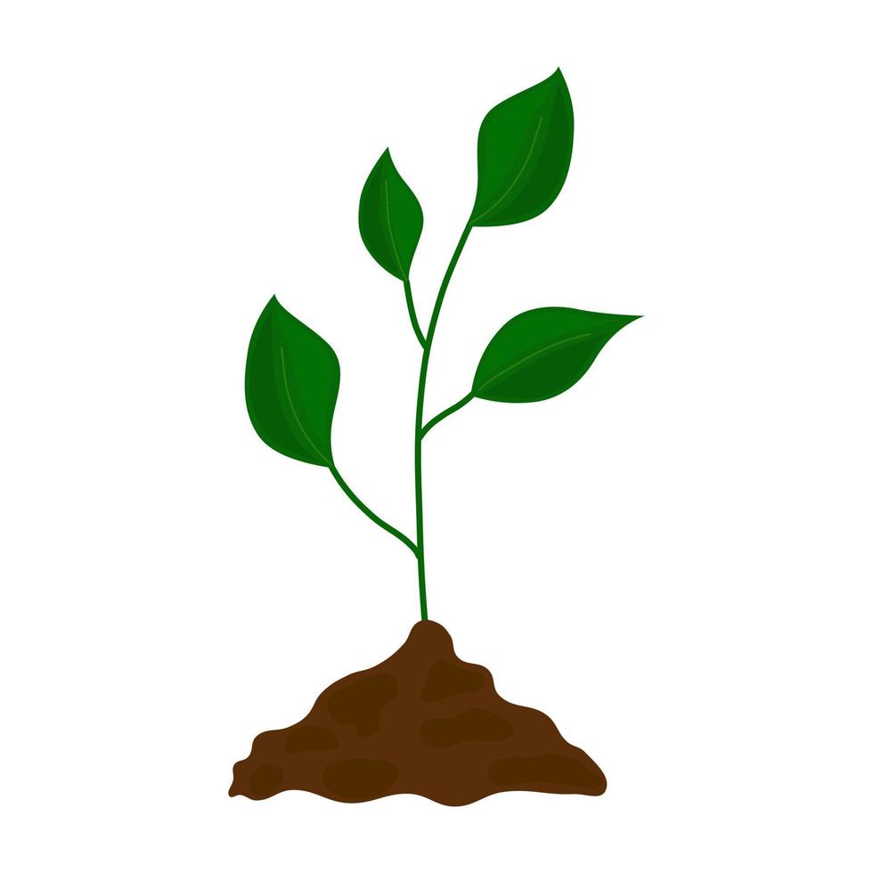grüne pflanze wachstumsstadien vektor isolierte illustration