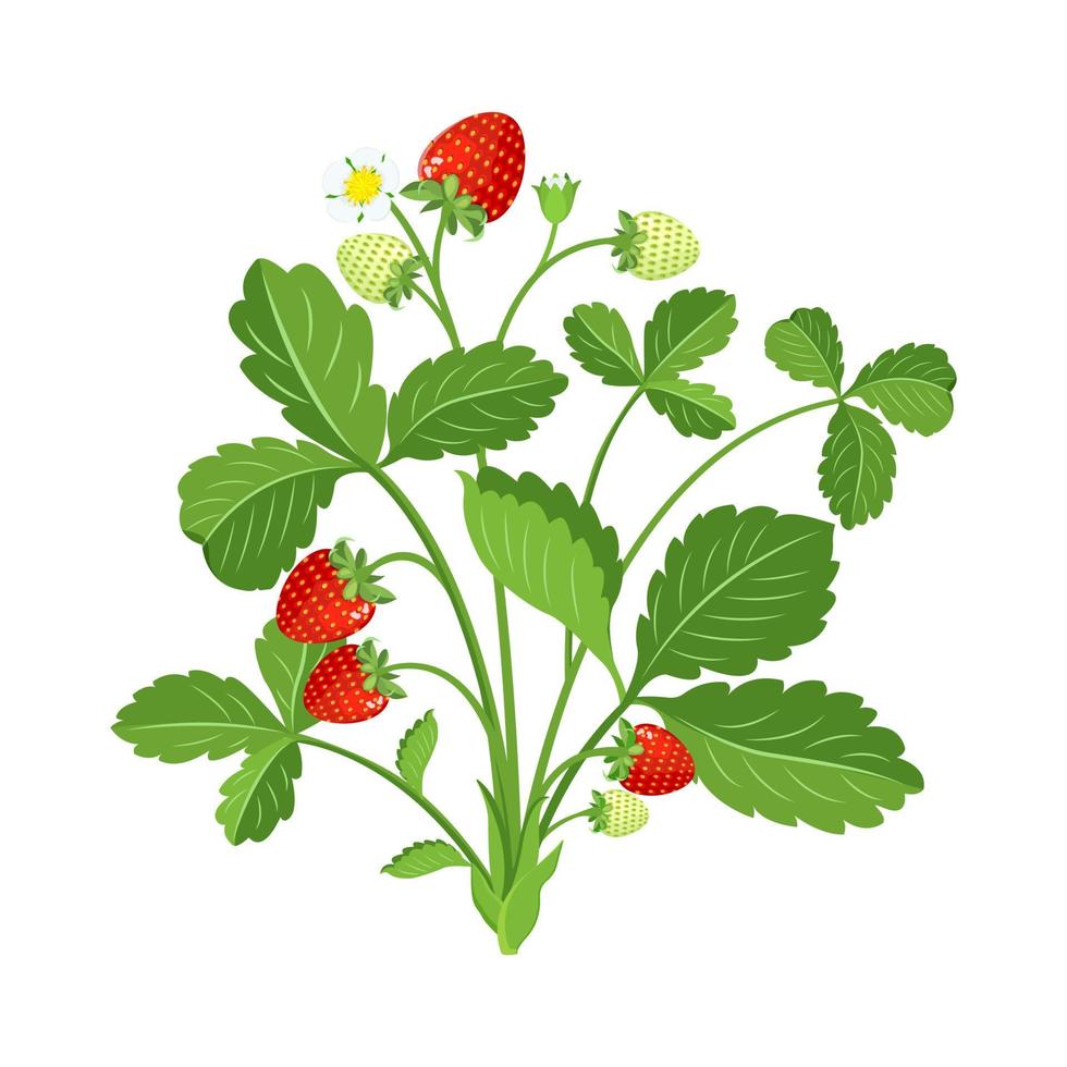 erdbeerstrauch mit blättern und beerenblüten. Farbvektorillustration der wachsenden Beerenpflanze. vektor