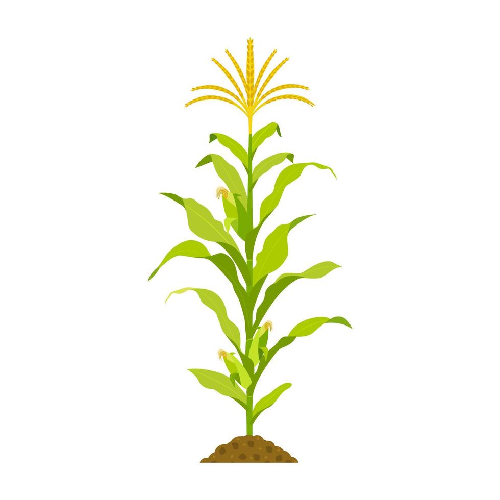 växande majs med stjälk och kolvar isolerade på vitt. vektor illustration av spannmålsgröda med löv.