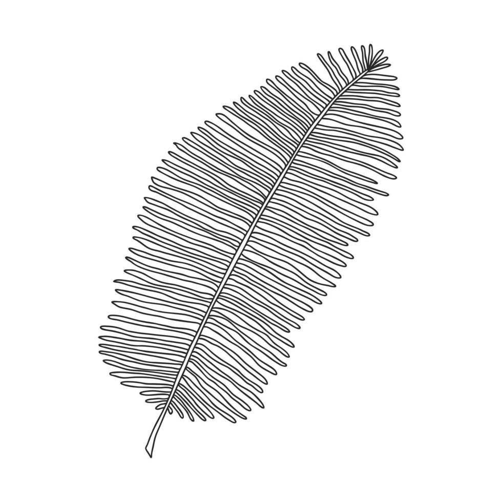 palmblad är en tropisk växt med smala blad. botaniskt designelement för design av tidningar, artiklar och broschyrer. enkel svart-vit vektorillustration. handritade, isolerade på vitt. vektor