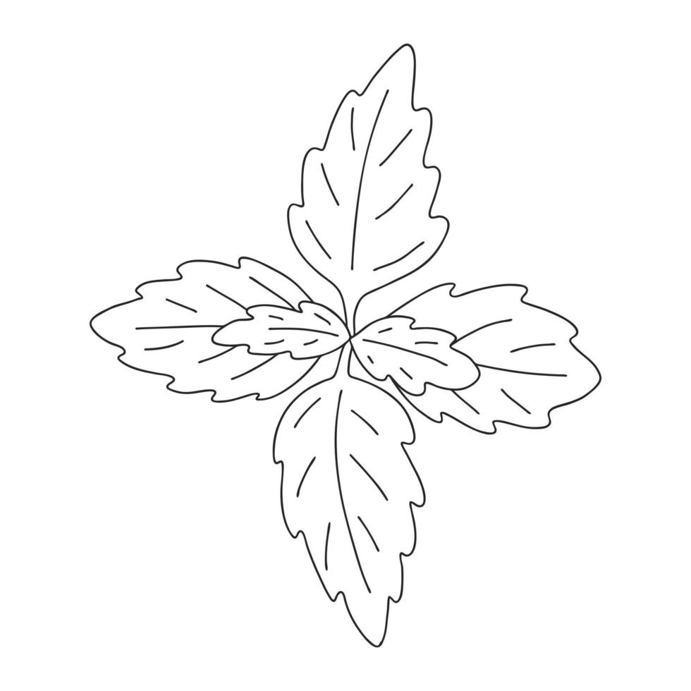basilikablad. botaniskt designelement för matlagningstidningar, menyer och recept. enkel svart och vit vektorillustration ritad för hand, isolerad på en vit bakgrund. vektor