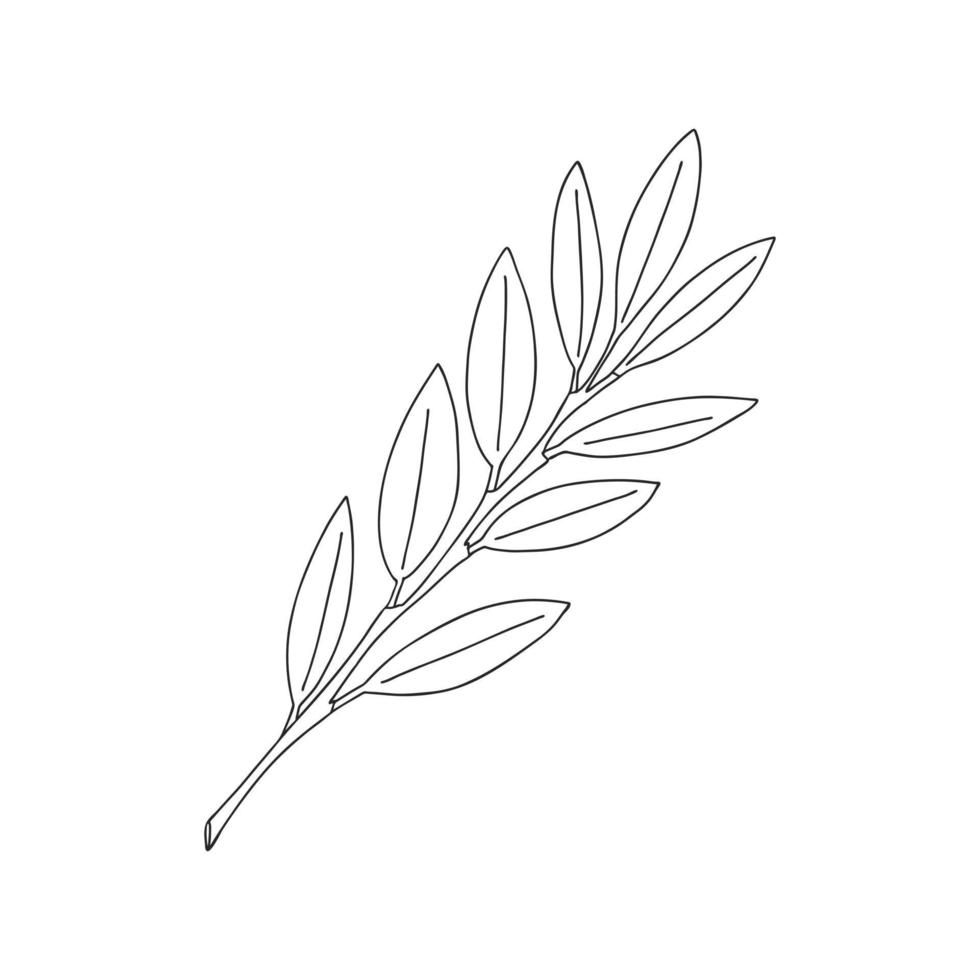 en kvist växter med löv på stjälken. botaniska dekorativa element. enkel svartvit vektorillustration ritad för hand, isolerad på en vit bakgrund. vektor