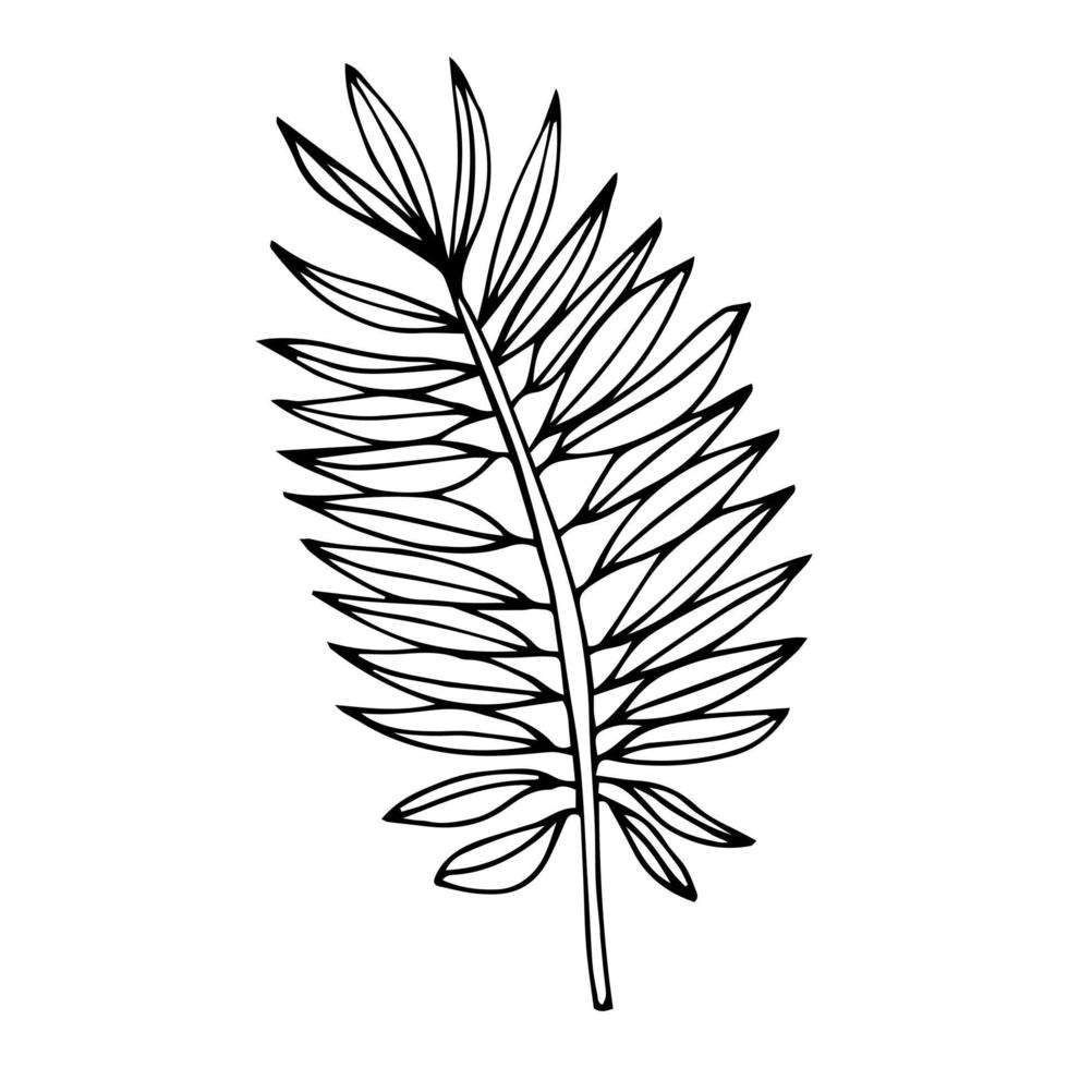 tropiska palmblad i skiss stil, isolerade vektorillustration. lämna av palm i linjär doodle stil. botaniskt minimalistiskt tryck av exotiska lämnar, skissdesign. vektor