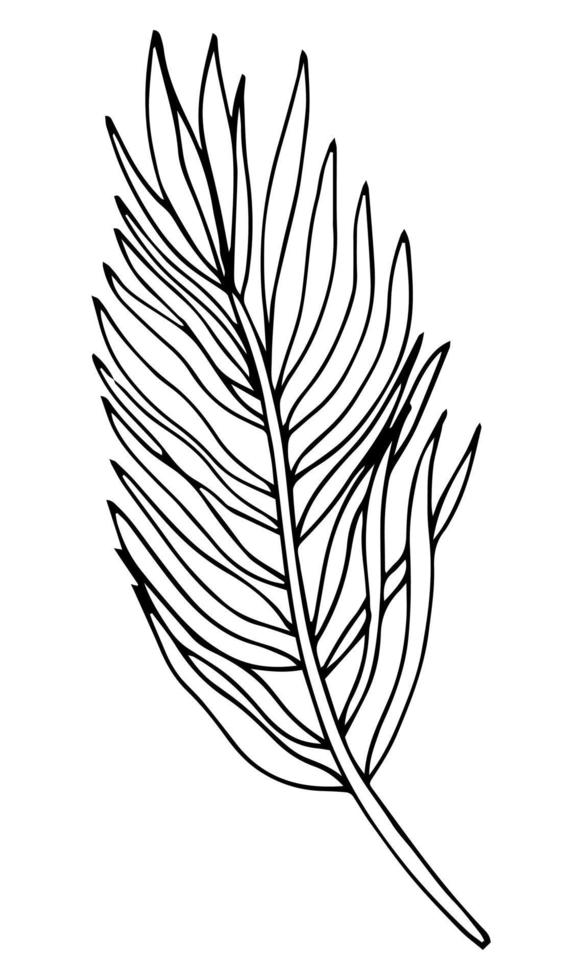 tropiska palmblad i skiss stil, isolerade vektorillustration. lämna av palm i linjär doodle stil. botaniskt minimalistiskt tryck av exotiska lämnar, skissdesign. vektor