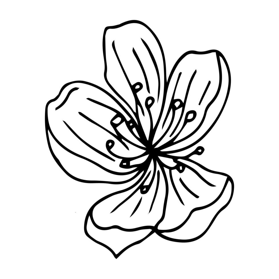 Blumenkunstlinie. Sakura oder Apfelblüten im Vektor isoliert auf weißem Hintergrund. Frühlingsblumen in schwarz-weißer Linie gezeichnet. ikone oder symbol des frühlings und der blumen. gekritzelumriss. skizzieren.