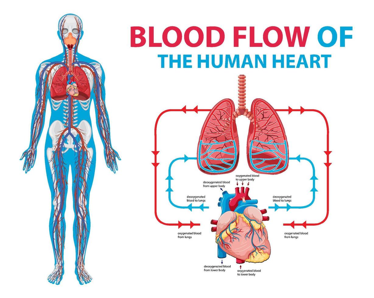 Diagramm, das den Blutfluss beim Menschen zeigt vektor