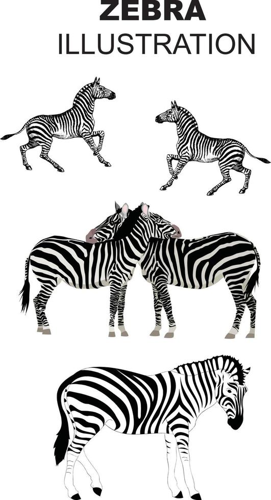 Zebra illustration design vektor