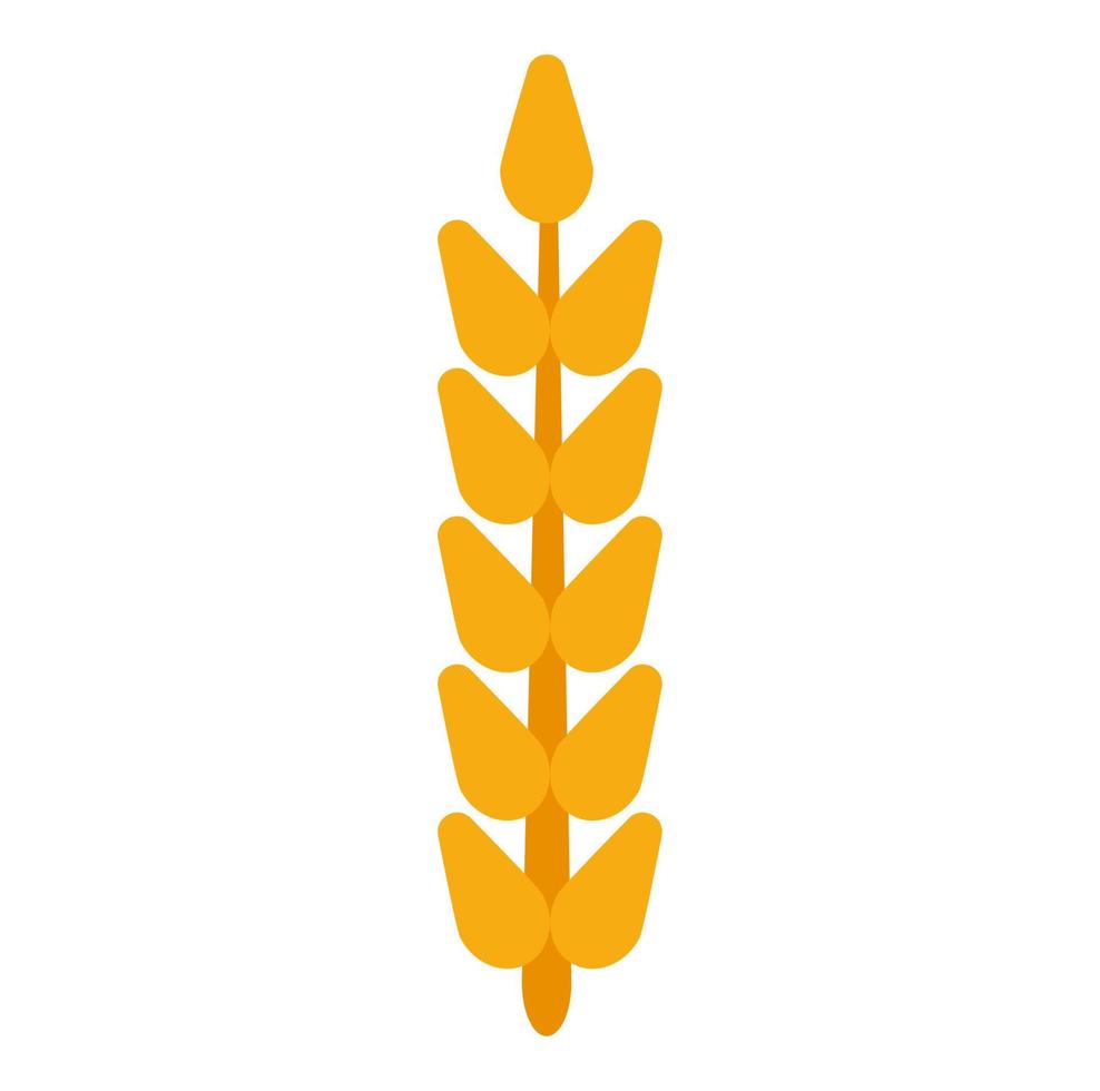 fält korn öra vete vektor. skörd gårdsbröd råg jordbruksmat. spannmål korn isolerade bakgrund växt. gröda ikonen gyllene majs illustration logotyp. gult halmölstam vektor