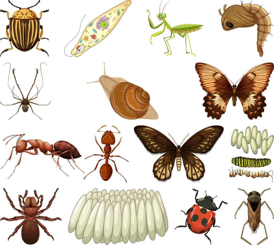 verschiedene Arten von Insekten und Tieren auf weißem Hintergrund vektor