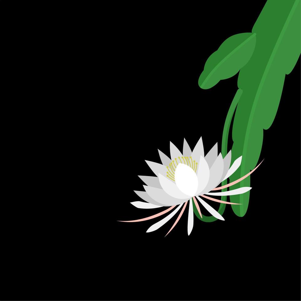 epiphyllum anguliger blomma även kallad nattens drottning, isolerad på en mörk bakgrund, vektorillustration. vektor