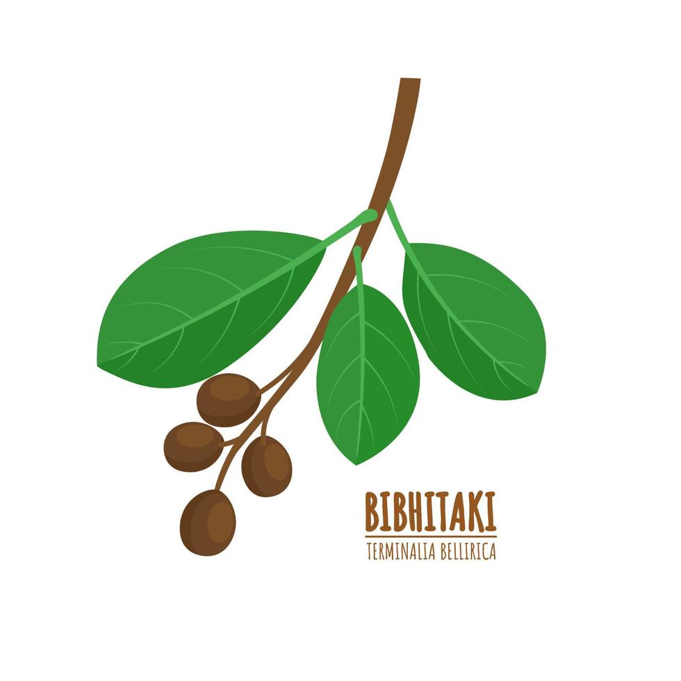 bahera oder bibhitaki, beleric oder bastard myrobalan terminalia bellirica, heilpflanze. ayurvedisches Kraut. Vektor-Illustration. vektor