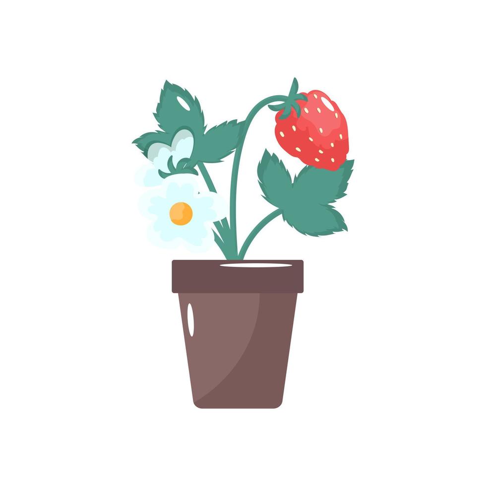 Erdbeerpflanze in einem Blumentopf mit Blumen und Beeren. isoliert auf weißem Hintergrund. Vektor-Illustration. vektor