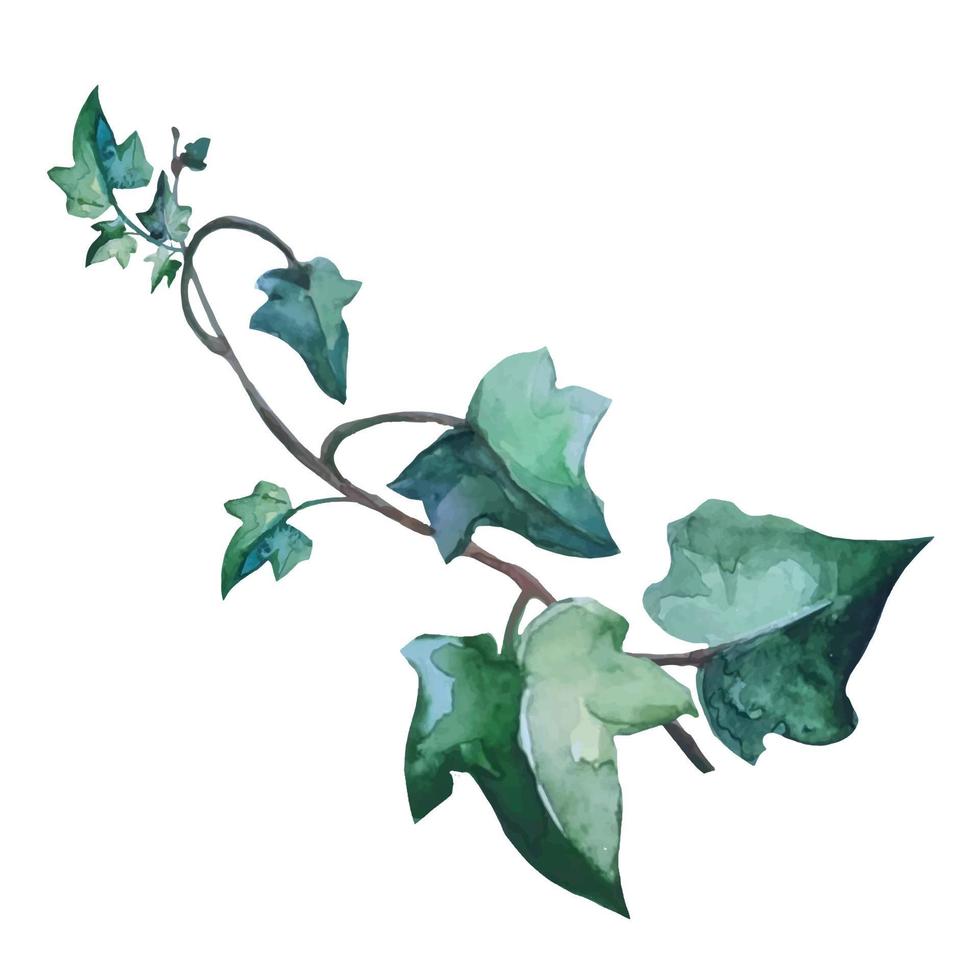 Efeupflanze mit kriechenden Ästen, botanische Illustration, Vektor