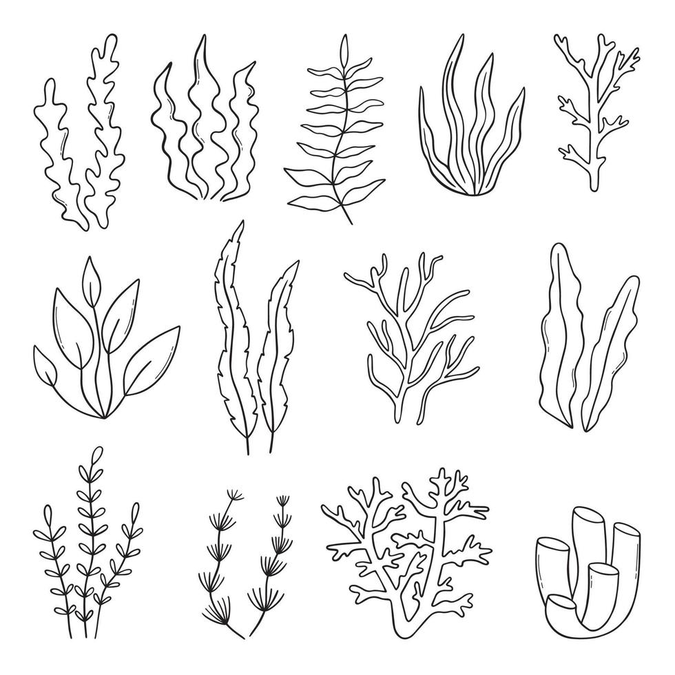 Set aus Korallen, Algen und Riffgekritzel. Unterwasserpflanzen im Sketch-Stil. hand gezeichnete vektorillustration lokalisiert auf weißem hintergrund. vektor