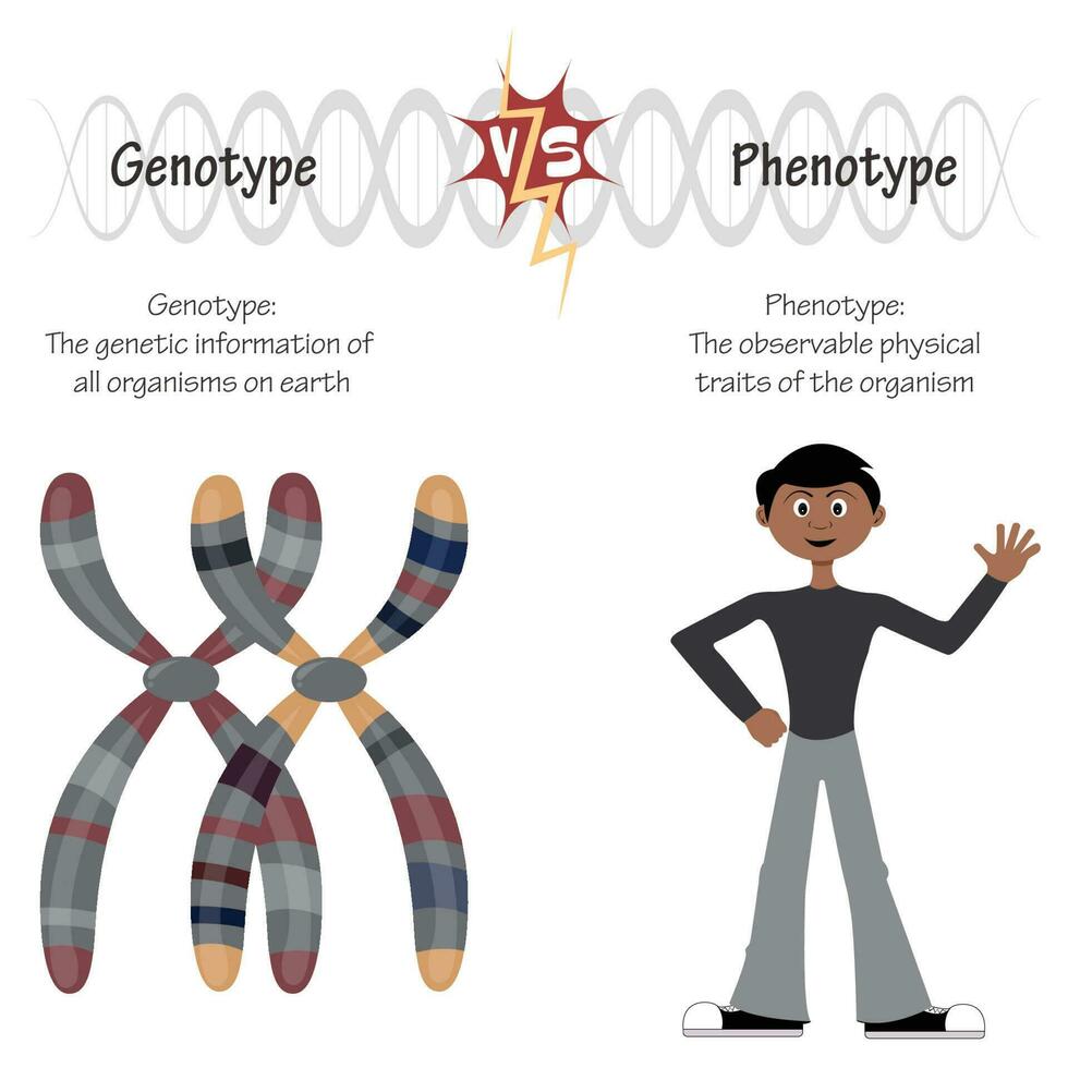 Genotyp versus Phänotyp vektor