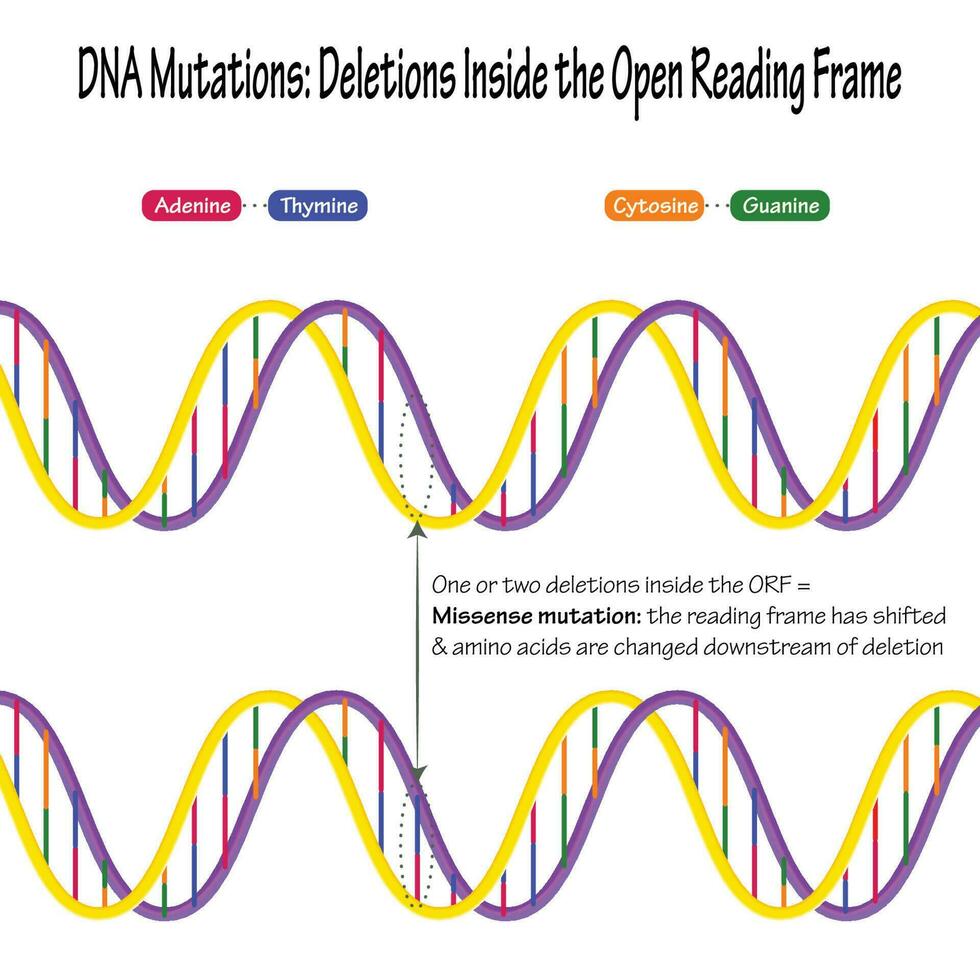 DNA-mutationer baspar deletioner vektor