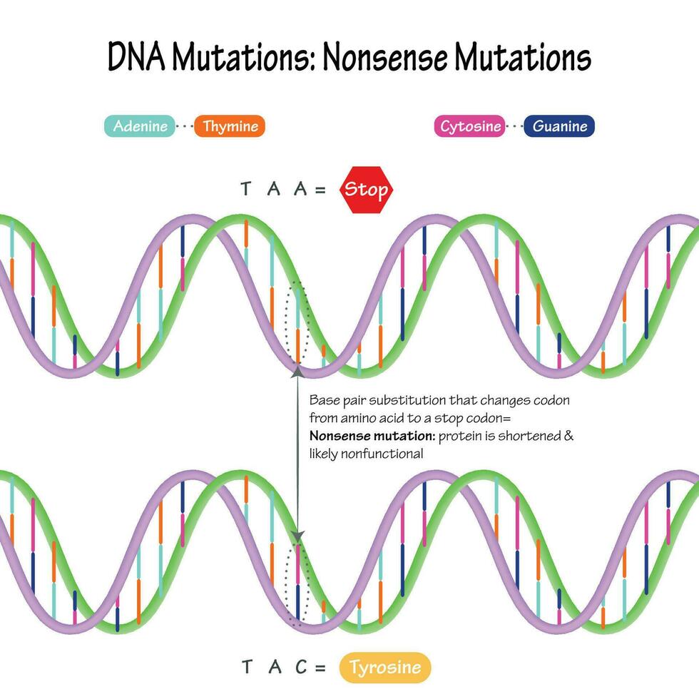 dna nonsens mutationer diagram vektor