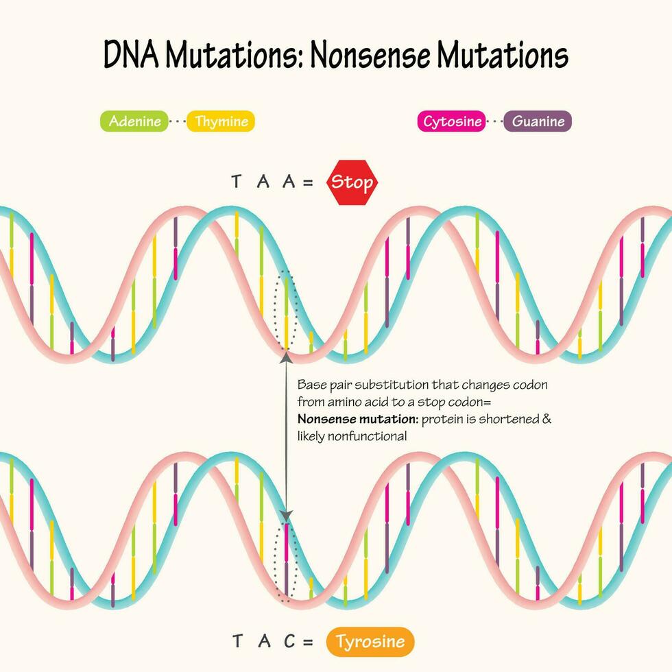 dna nonsens mutationer diagram vektor