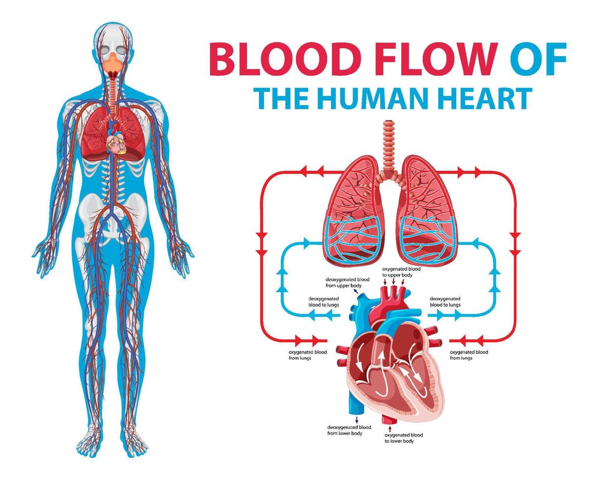 diagram som visar blodflödet i mänskligt hjärta vektor