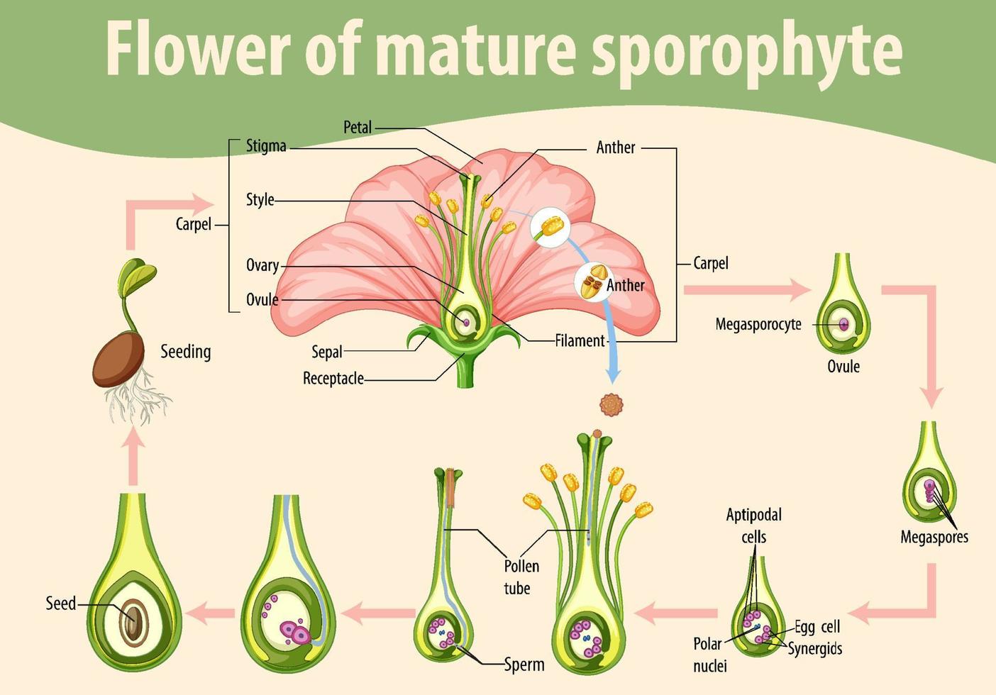 Diagramm, das die Blüte eines reifen Sporophyten zeigt vektor